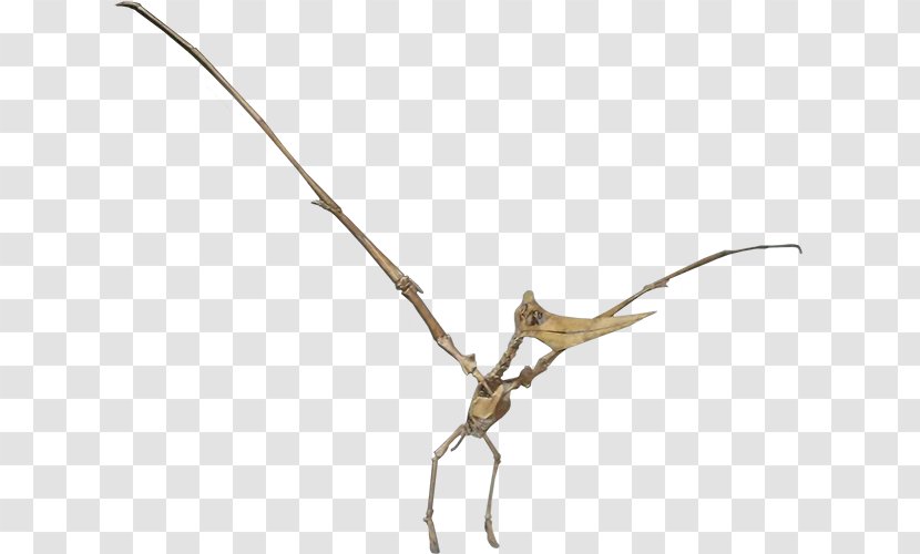 Twig Insect Plant Stem Line - Tree Transparent PNG