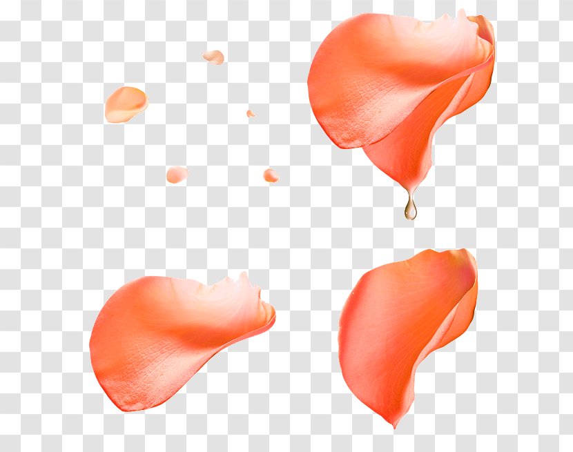 Beach Rose Petal Flower Pink - Peach - Orange Petals Water Droplets Floating Material Transparent PNG