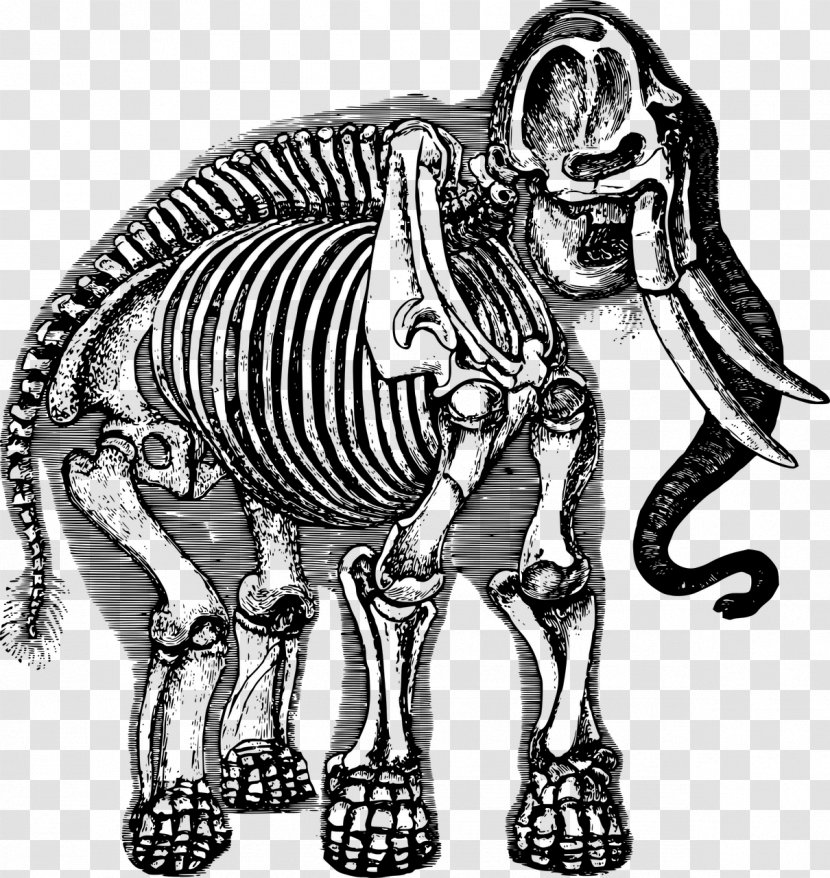 Woolly Mammoth Elephant Skeleton Clip Art - Organism Transparent PNG