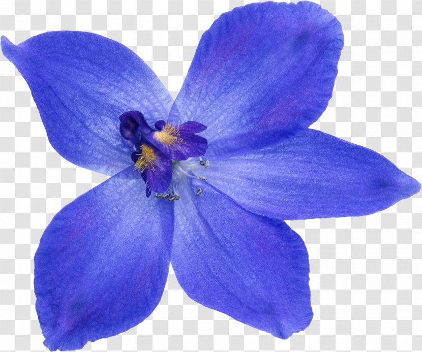 Flower Blue Clip Art Transparent PNG