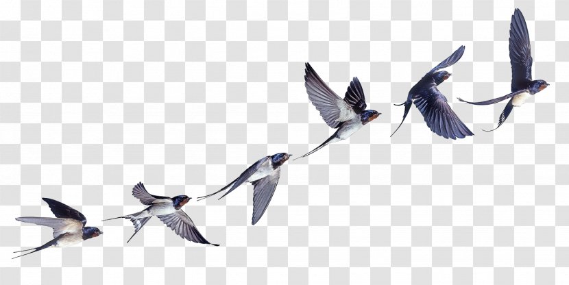 Barn Swallow Bird Flight - Flock Of Birds Transparent PNG
