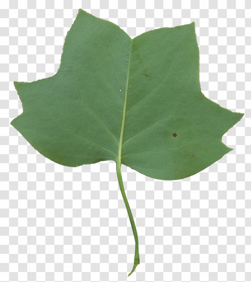 Leaf Liriodendron Tulipifera Tree Flowering Dogwood - Tulip Poplar Transparent PNG