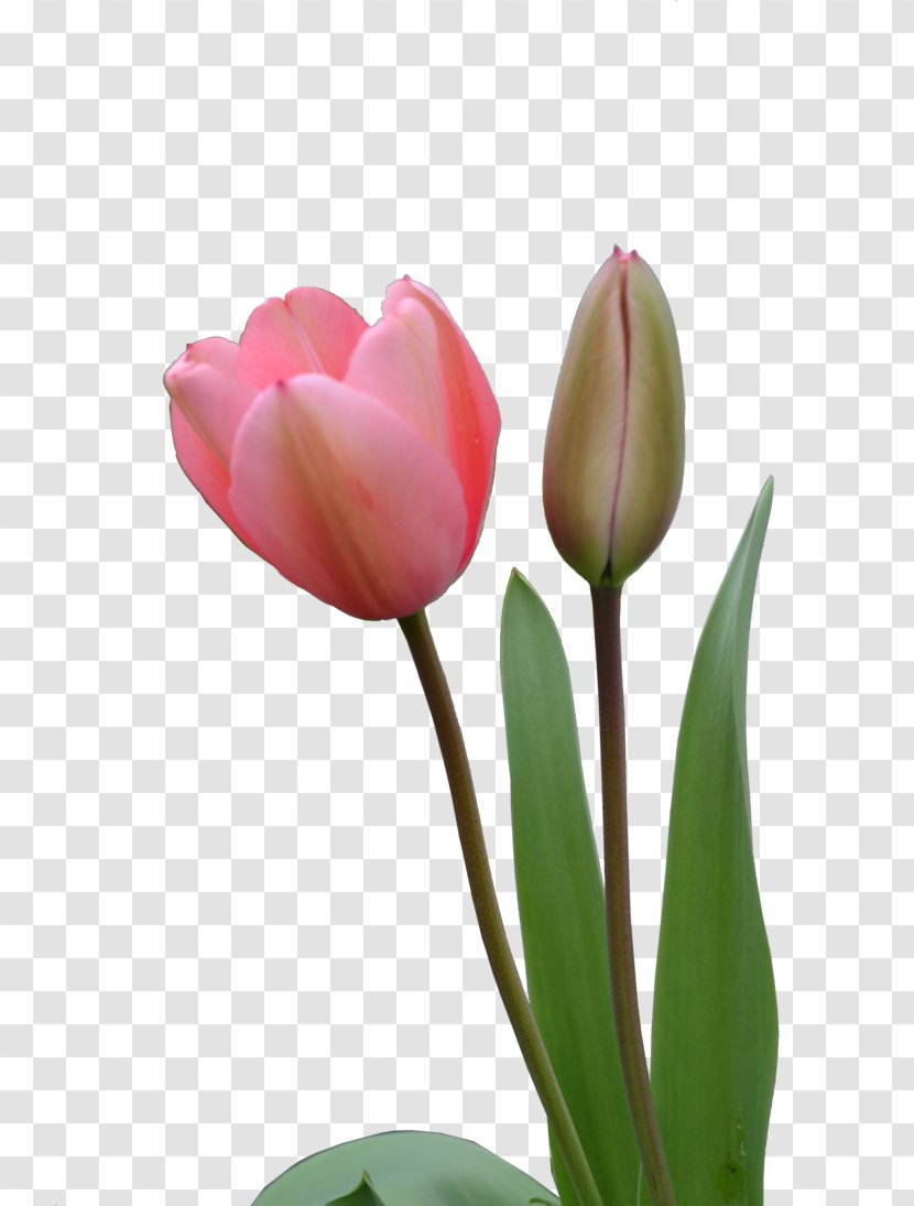 Tulip Flower Clip Art - Bud Transparent PNG