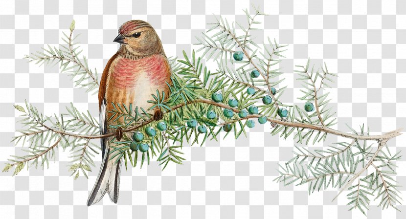 Christmas Ornament Spruce Feather Fauna Beak Transparent PNG