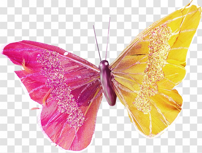 Butterfly Insect Moth - Invertebrate Transparent PNG