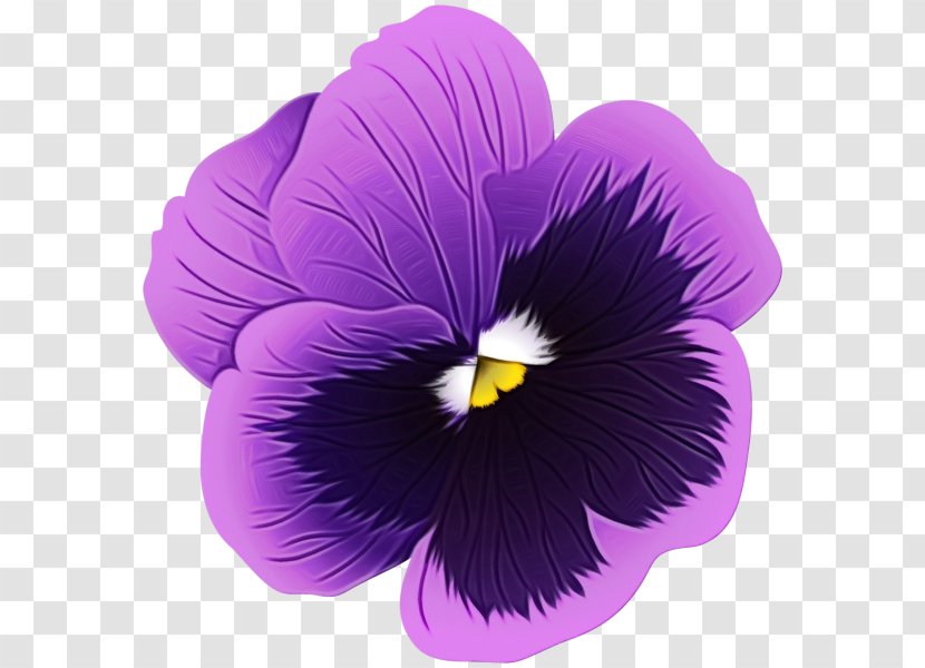 Violet Flower Petal Purple Plant - Pansy Viola Transparent PNG