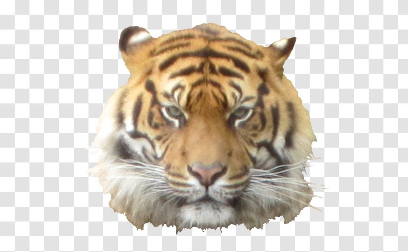 White Tiger - Big Cats - Terrestrial Animal Transparent PNG