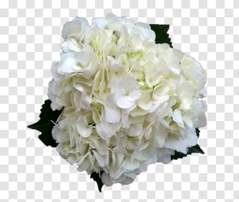 Cut Flowers French Hydrangea Plant Stem - White - Flower Transparent PNG