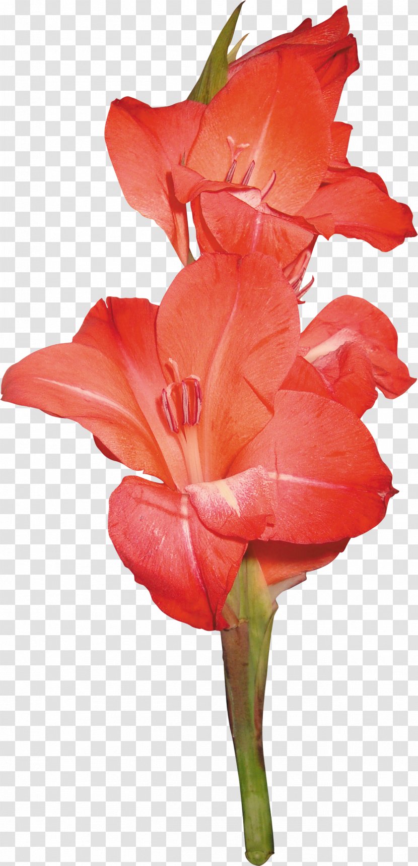 Gladiolus Cut Flowers Clip Art - Iris Family Transparent PNG