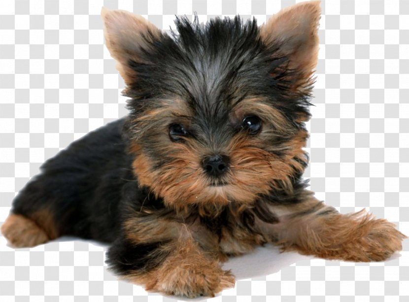 Yorkshire Terrier Puppy Desktop Wallpaper - Coat - Puppies Transparent PNG