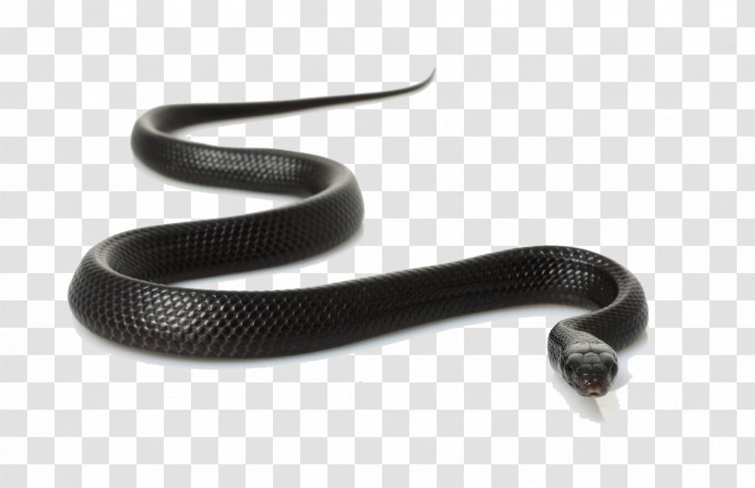 Black Rat Snake Clip Art - Clipart Transparent PNG