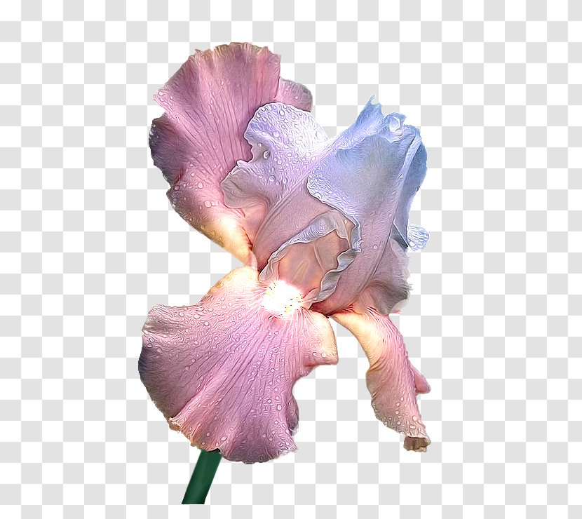 Irises Raster Graphics Clip Art - Petal - Flower Transparent PNG