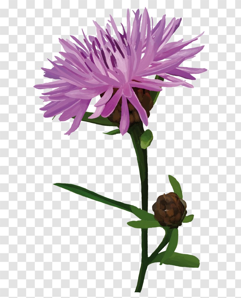 Silybum Plants Flower Pink Plant Stem - Competition Transparent PNG