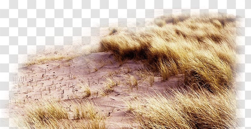 Realism - Wool - Realistic Grass Material Transparent PNG