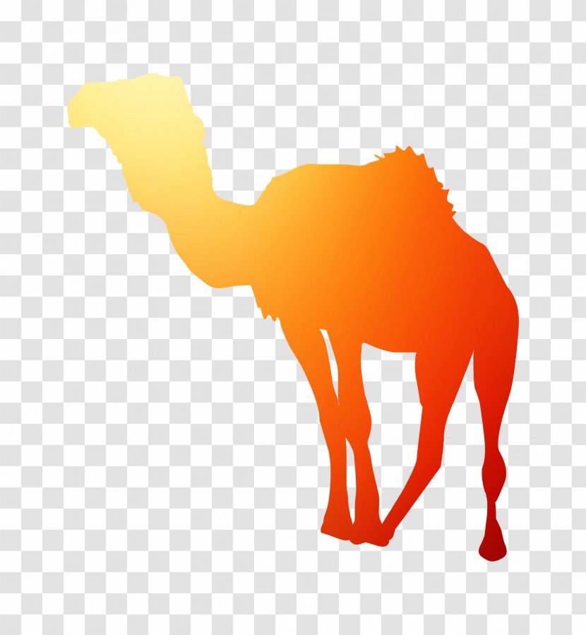 Dromedary Horse Clip Art Silhouette Snout - Bactrian Camel - Camelid Transparent PNG