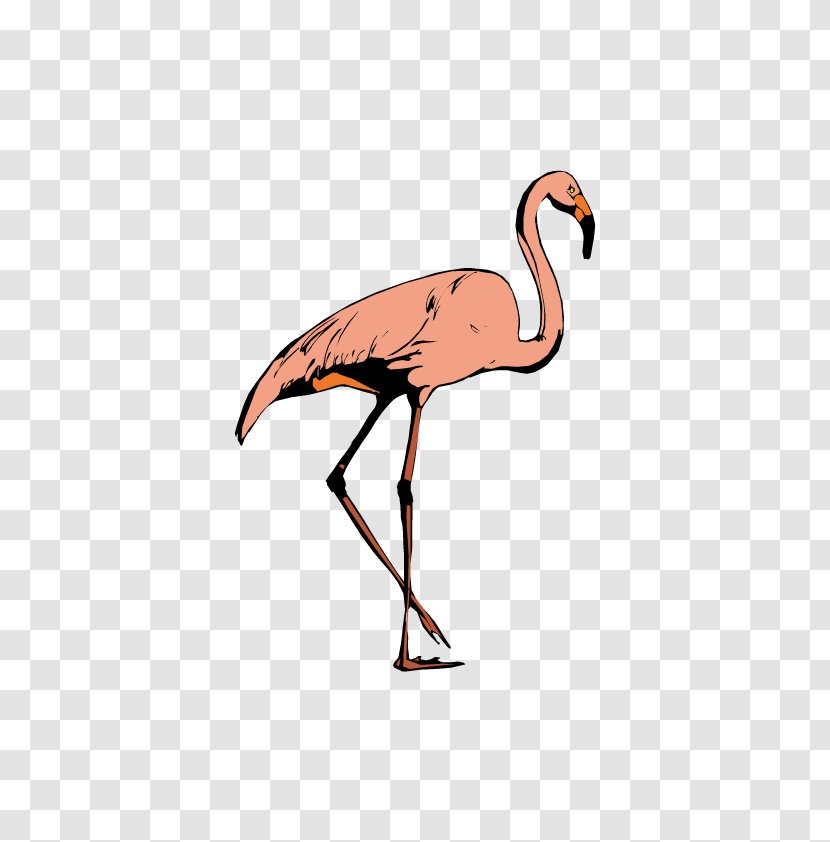 Bird Crane Greater Flamingo Ciconia - Lesser - Pink Transparent PNG