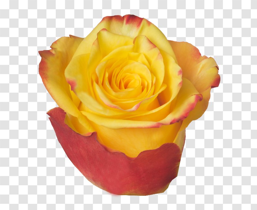 Garden Roses Cut Flowers Petal - Rose Order Transparent PNG