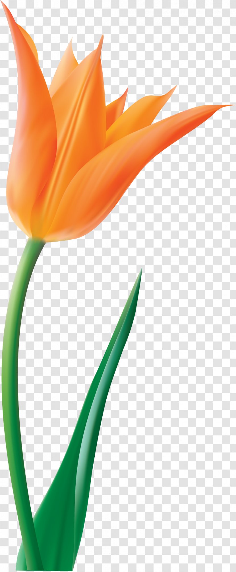 Indira Gandhi Memorial Tulip Garden Flower Clip Art - Cut Flowers - Picture Transparent PNG