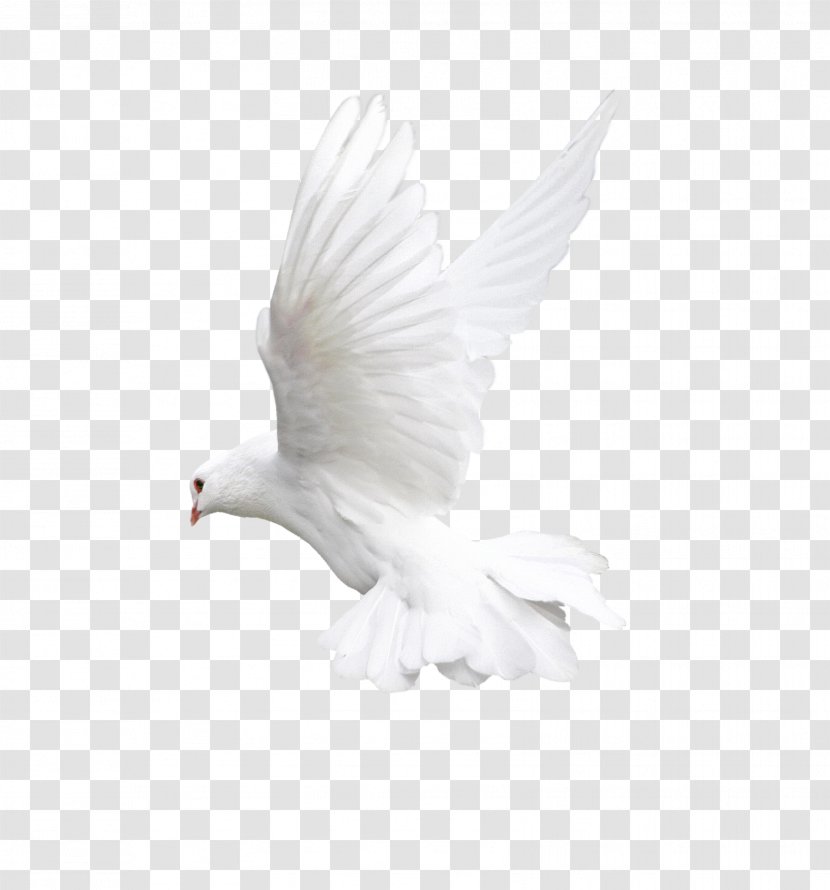 Bird Flight Owl Beak - Pigeons And Doves - White Flying Pigeon Image Transparent PNG