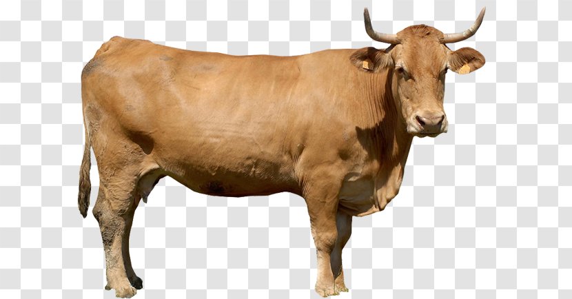 Calf Cattle Sheep Livestock Ox - Bovinicoltura Transparent PNG