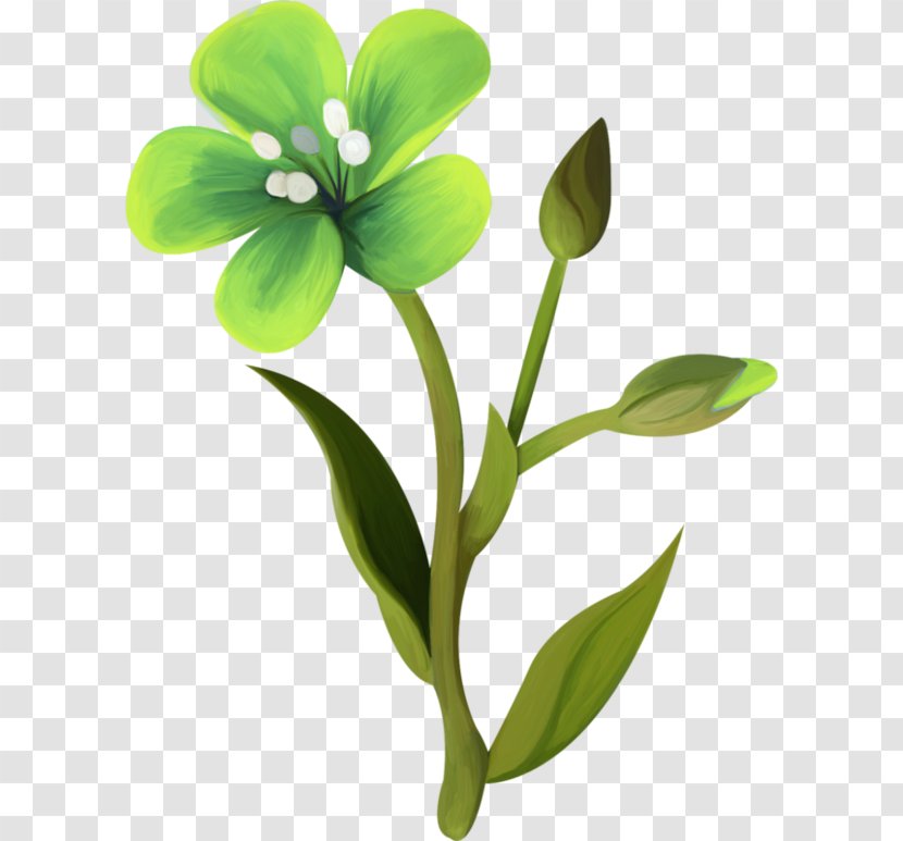 Flower Green Orchids Image - Plant Stem - Canna Fleur Transparent PNG