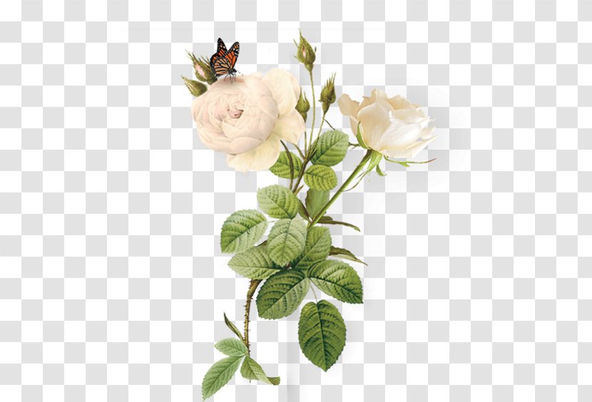 Key Chains Image Gratis Gift - Branch - Rose Plant Transparent PNG