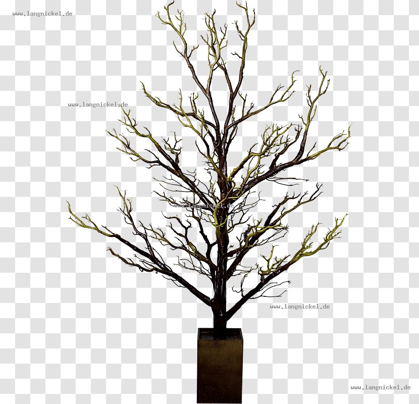 Twig Tree Bonsai Branch Wood Transparent PNG