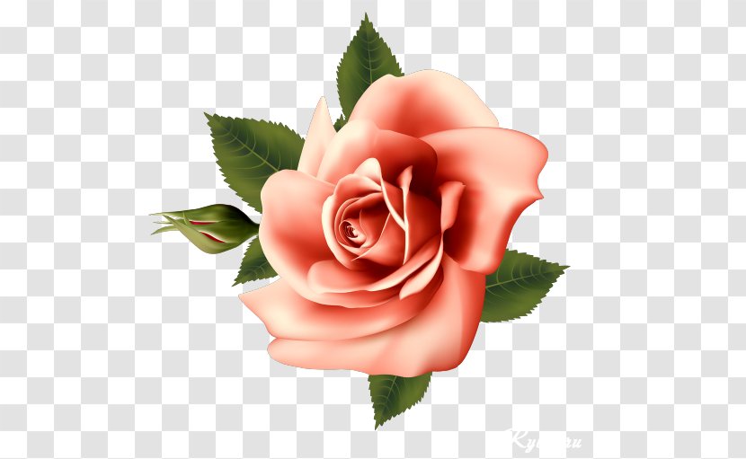 Garden Roses Pink Cabbage Rose Flower - Close Up Transparent PNG