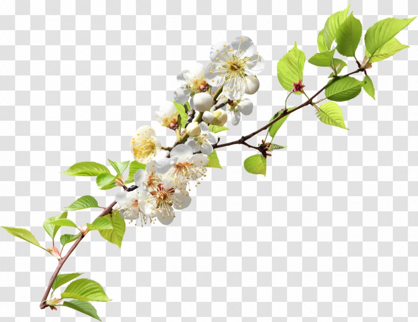 Branch Clip Art - Spring - Cherry Blossom Transparent PNG