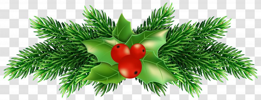Holly Clip Art - Common - Christmas Pine Image Transparent PNG