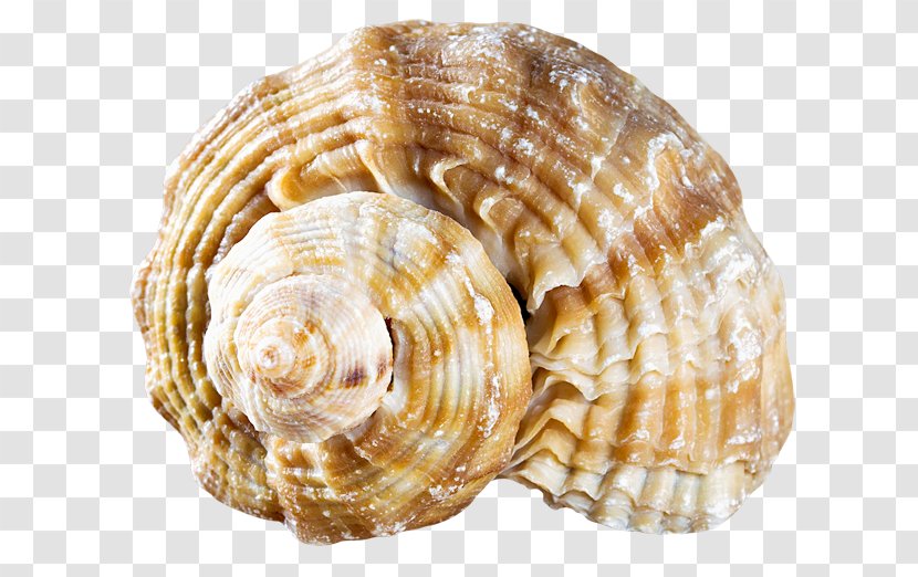Cockle Seashell Conchology Molluscs - Clams Oysters Mussels And Scallops Transparent PNG