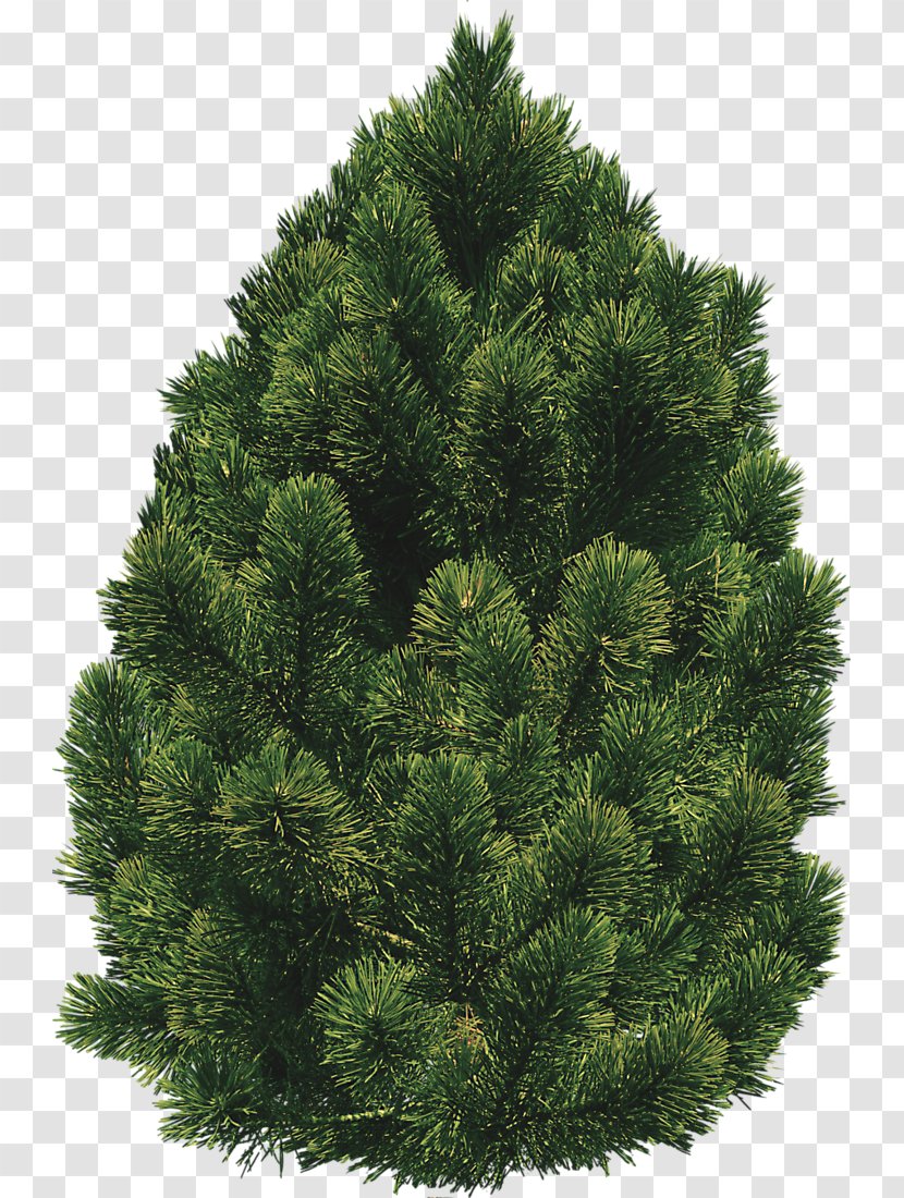 Shrub Tree Clip Art - Spruce Fir Forest - Bushes Transparent PNG