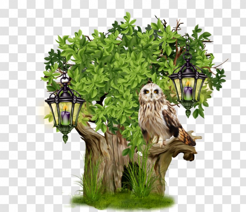 Bird Tree Owl - Fauna - Tube Transparent PNG