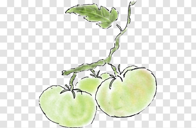 Plant Stem Leaf Vegetable Flower Apple - Food - Several Cherry Tomatoes Transparent PNG