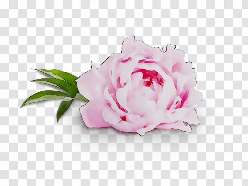 Cabbage Rose Cut Flowers Floral Design Peony - Petal - Flower Transparent PNG