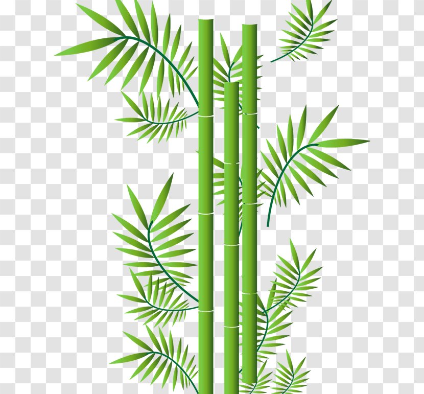 Tropical Woody Bamboos Vector Graphics Drawing - Palm Tree - Bamboo Lucky Transparent PNG