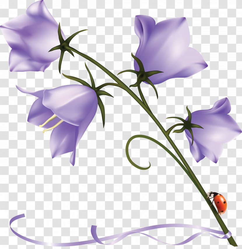 Harebell Clip Art Bellflower Family Desktop Wallpaper - Canterbury Bells - Flower Clipart Purple Transparent PNG