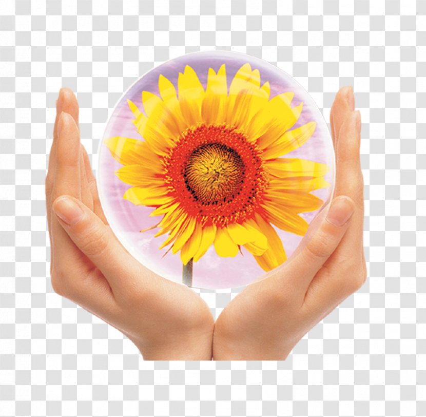 Common Sunflower - Flowering Plant - Holding Sunflowers Transparent PNG