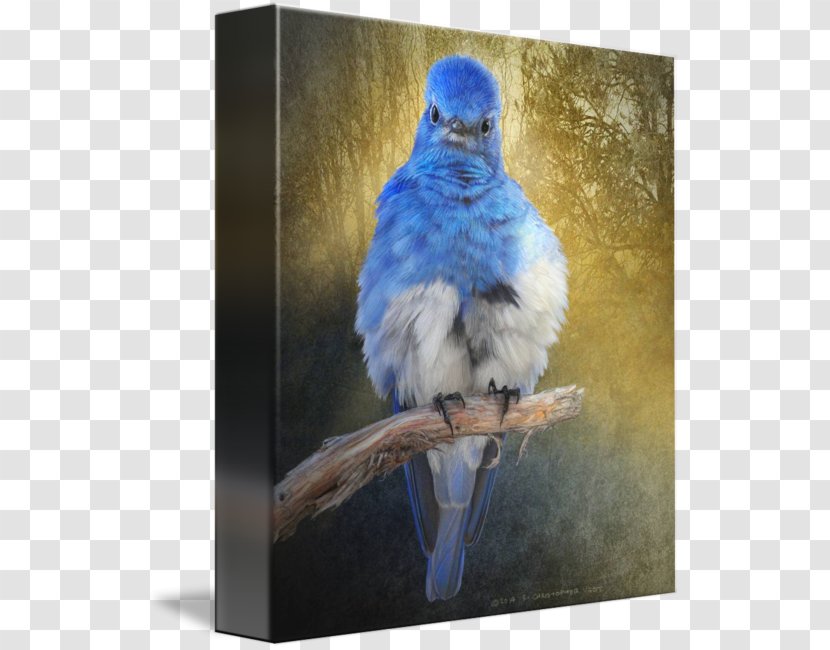 Painting Macaw Gallery Wrap Mountain Bluebird Canvas Transparent PNG