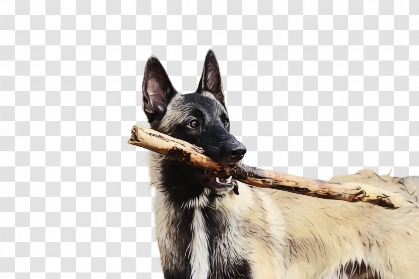Dog Breed Belgian Shepherd Snout German - King Transparent PNG