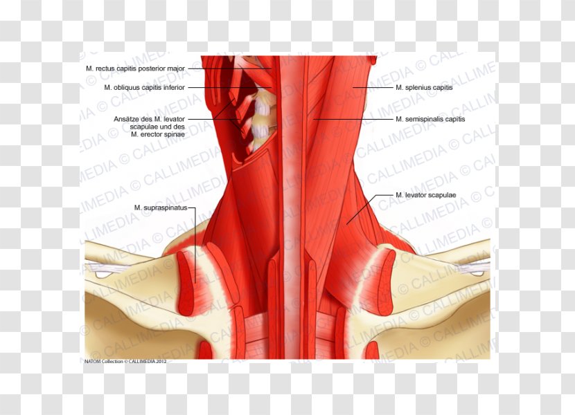 Posterior Triangle Of The Neck Muscle Head And Anatomy Human Body Nerve - Watercolor Transparent PNG