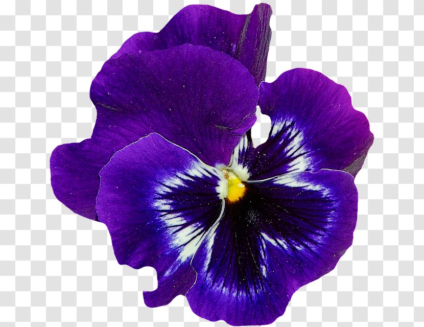Sweet Violet Flower Pansy - Seed Plant Transparent PNG