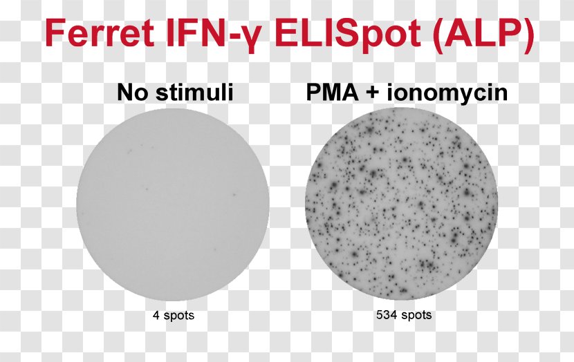 ELISPOT Granzyme Assay B Cell T - Area - Secretion Transparent PNG