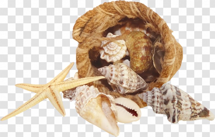 Seashell Starfish Mussel - Conch Transparent PNG