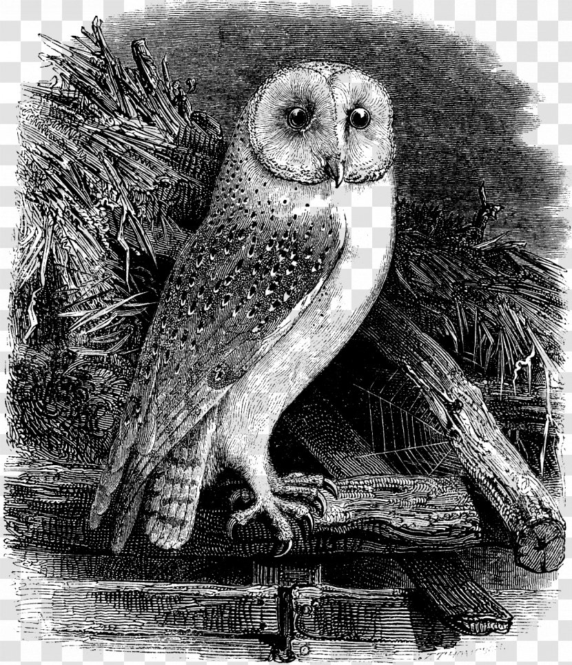 Barn Owl Clip Art - Line - Illustration Transparent PNG