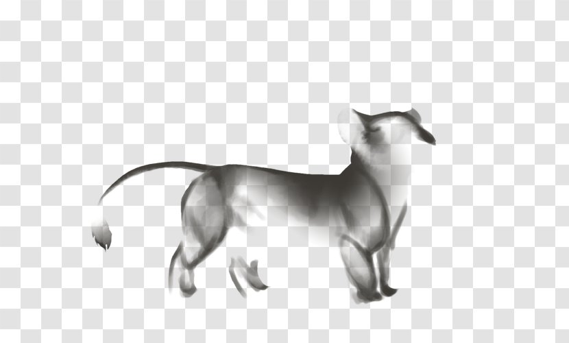 Whiskers Cat Dog Breed Snout Transparent PNG