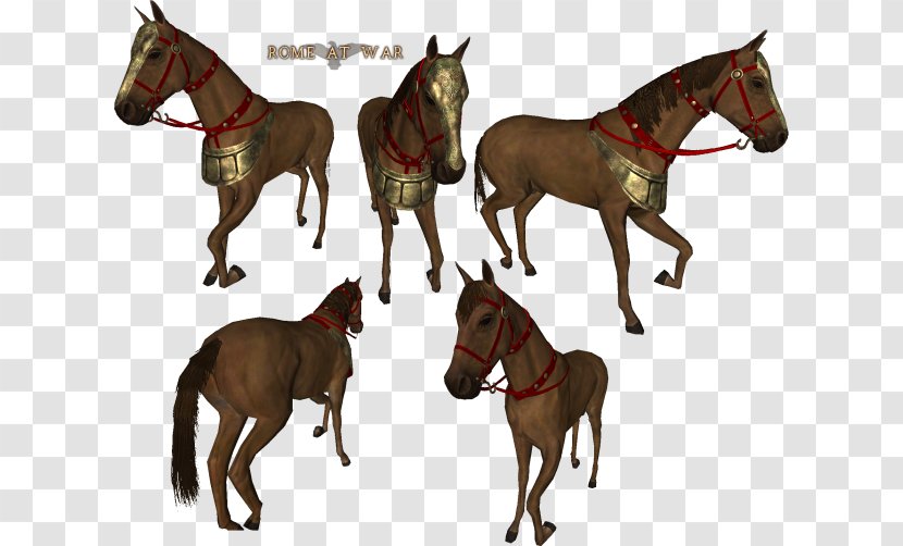 Mount & Blade: Warband Horse Stallion Foal - Carnivoran Transparent PNG