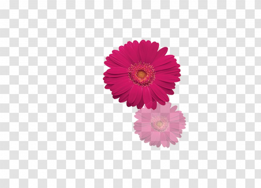 Transvaal Daisy Poster Letter - Gerbera Transparent PNG