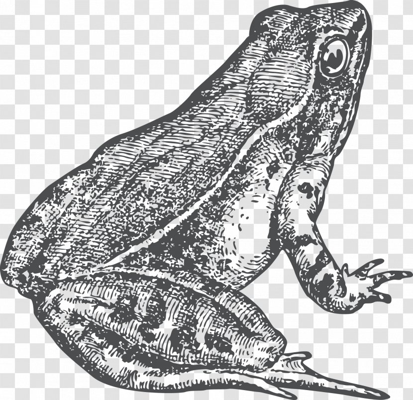 Toad True Frog Drawing - Amphibian - Identical Twins Transparent PNG