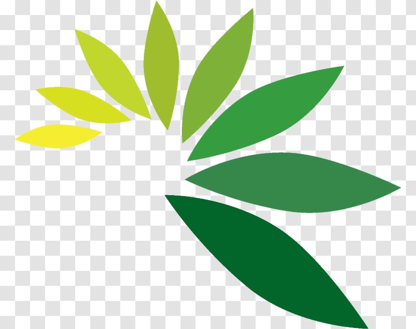 Needham Cannabidiol Business Company - Cannabis - Seeds Transparent PNG